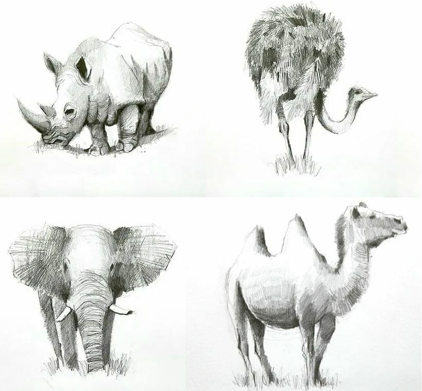 ian fennelly pencil sketches animals