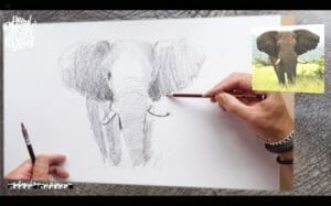 ian fennelly elephant sketch