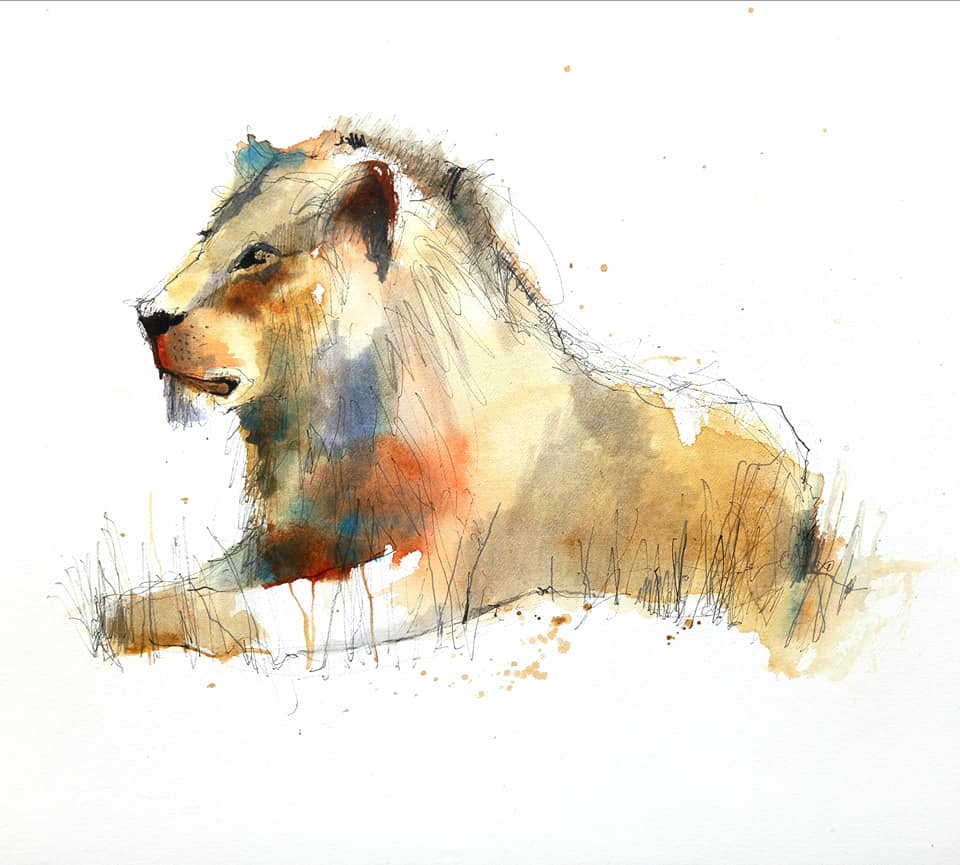 lion sketch<br />
