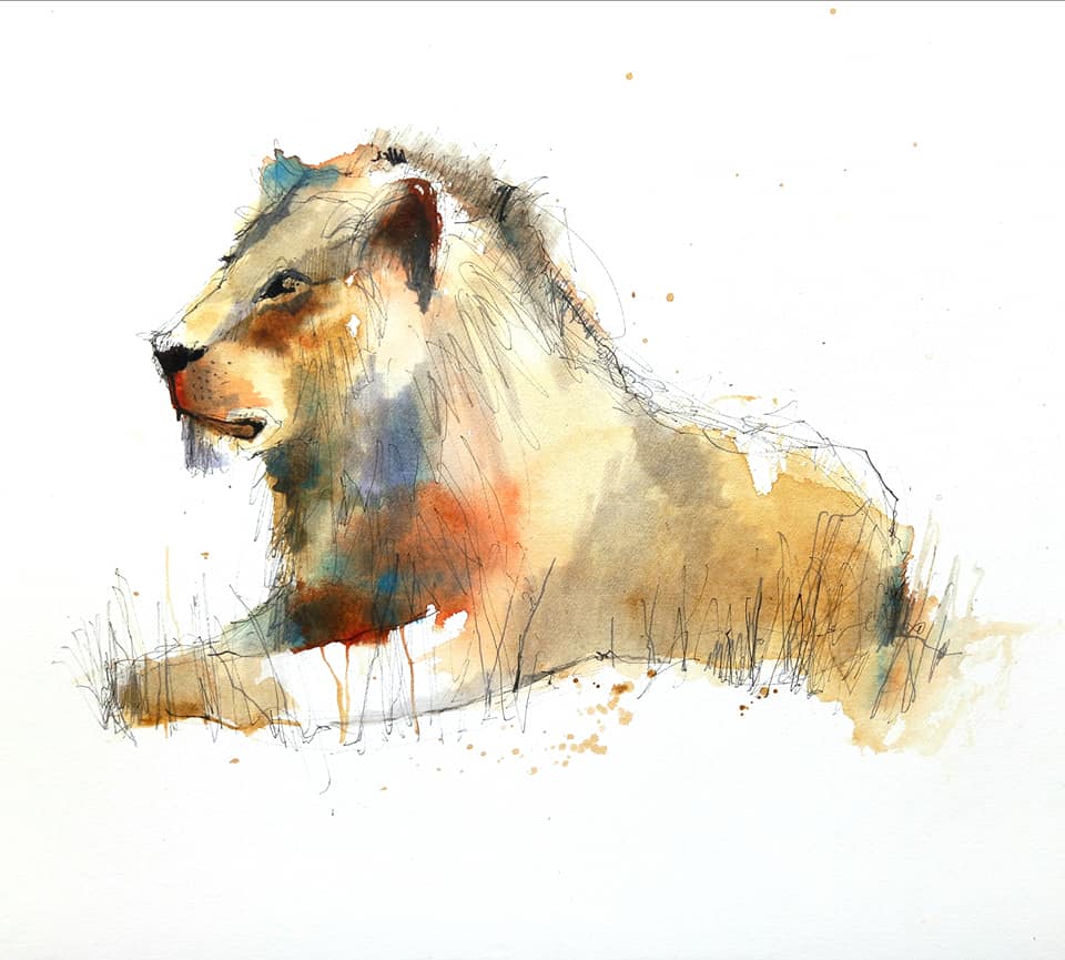 Lion lion sketch<br />