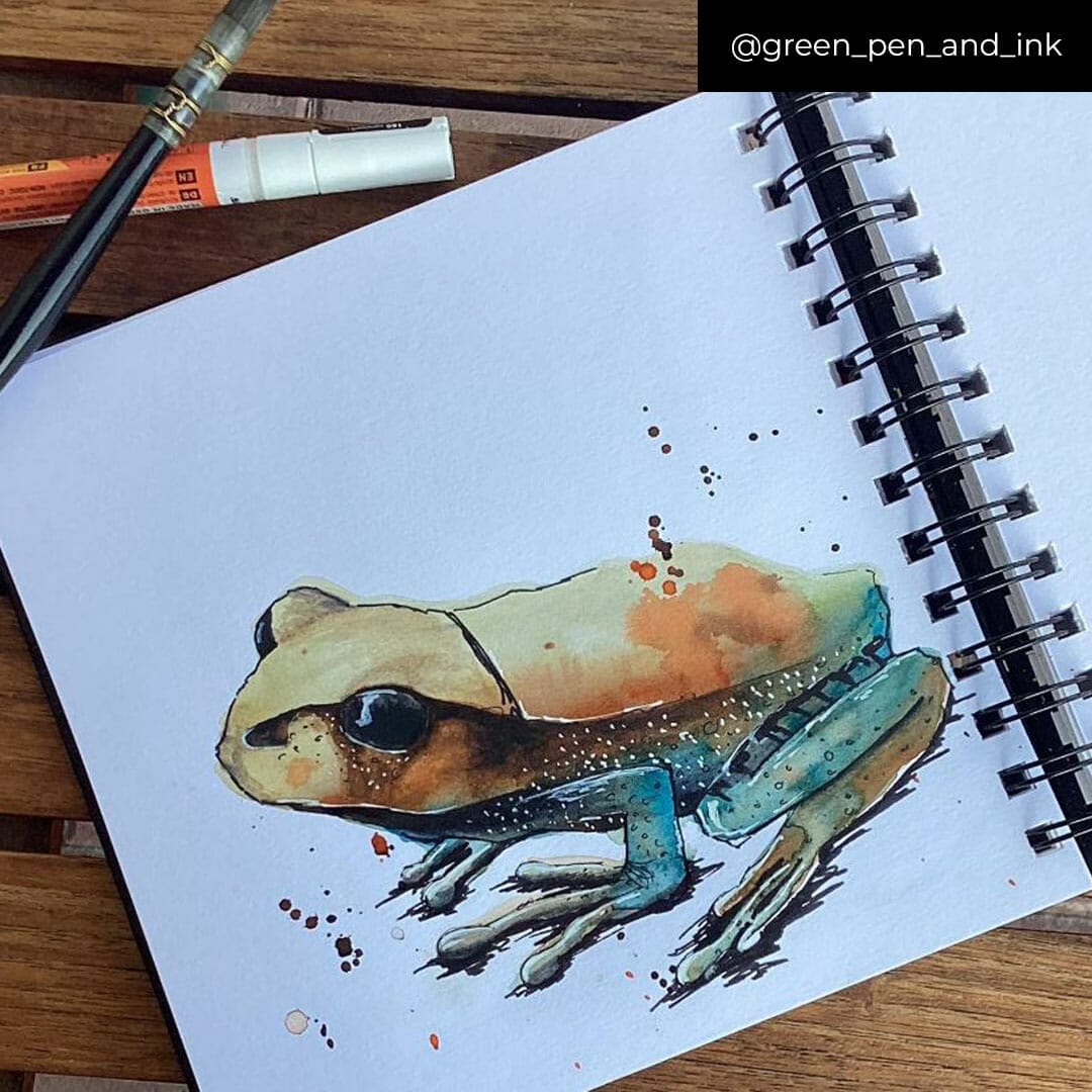 photograph of frog sketch